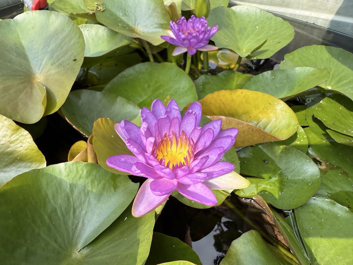 【Kazuのメダカ睡蓮ビオトープ】パープル・カップ 1株 亜族間交配種拍卖