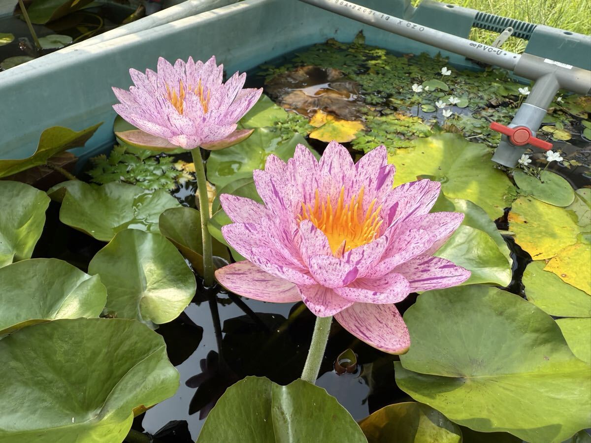 【Kazuのメダカ睡蓮ビオトープ】ノース・スター 1株 亜族間交配種拍卖