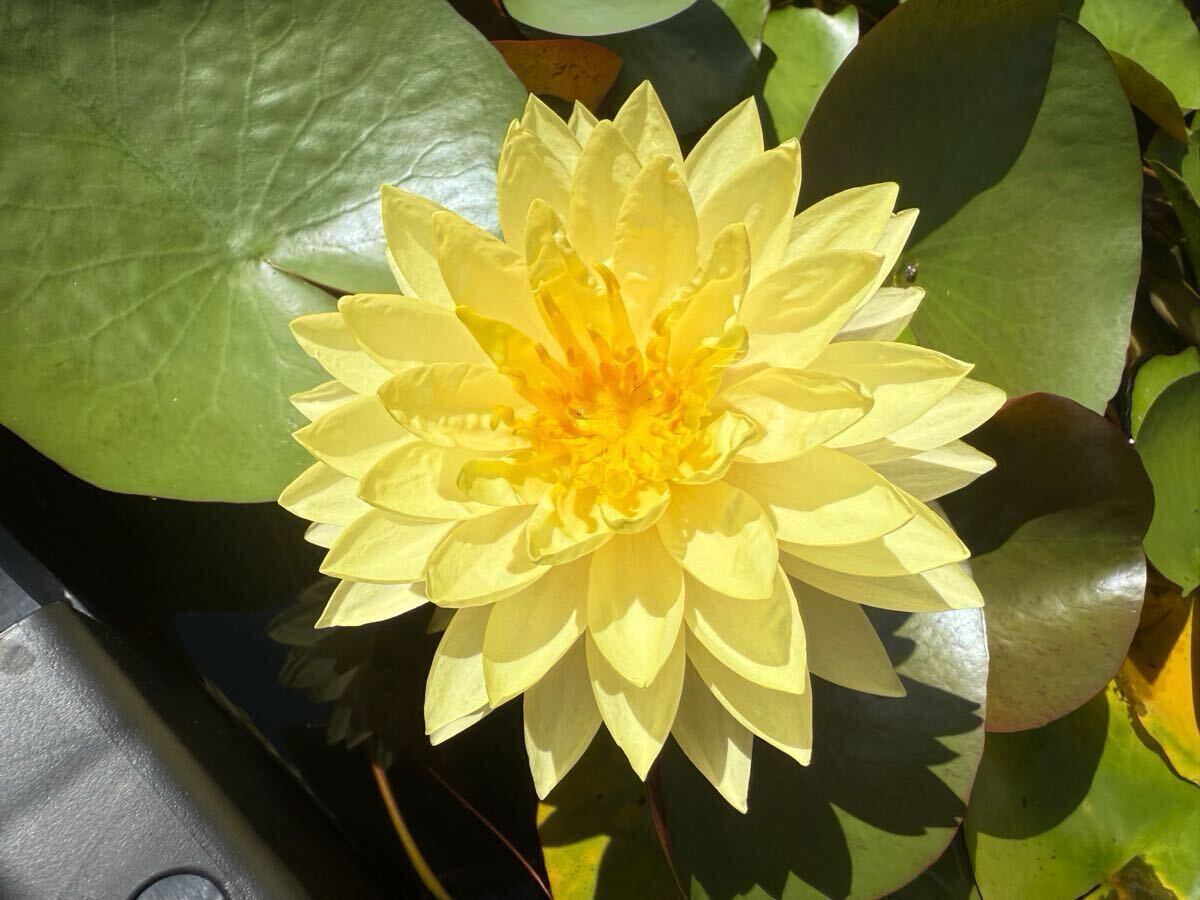 【Kazuのメダカ睡蓮ビオトープ】ドゥモアゼル 開花苗1株 耐寒性睡蓮 14拍卖