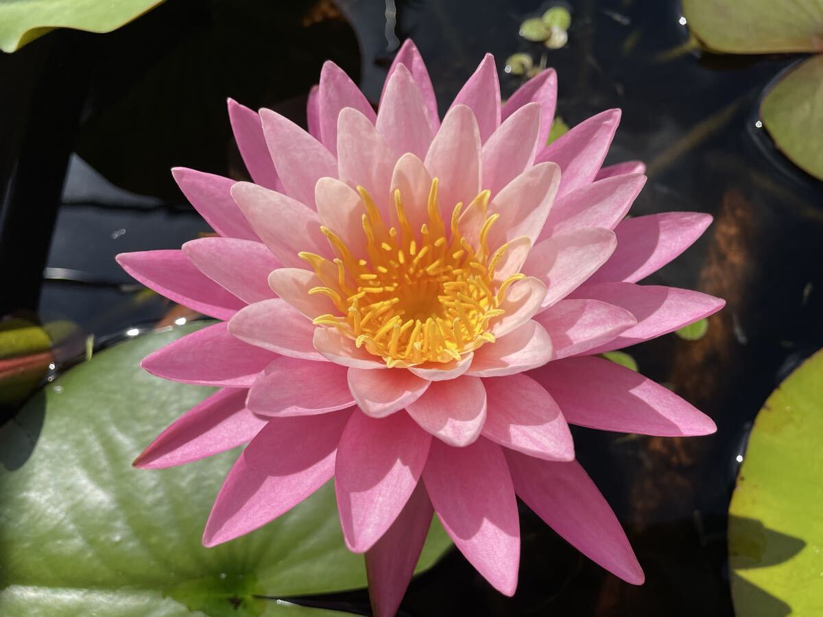 【Kazuのメダカ睡蓮ビオトープ】ピンク・シー・ズー 1株 耐寒性睡蓮 4拍卖