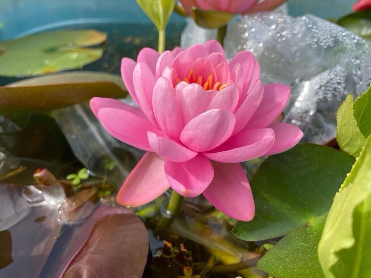 【Kazuのメダカ睡蓮ビオトープ】ピンク・ピオニー 小苗1株 耐寒性睡蓮 7 拍卖