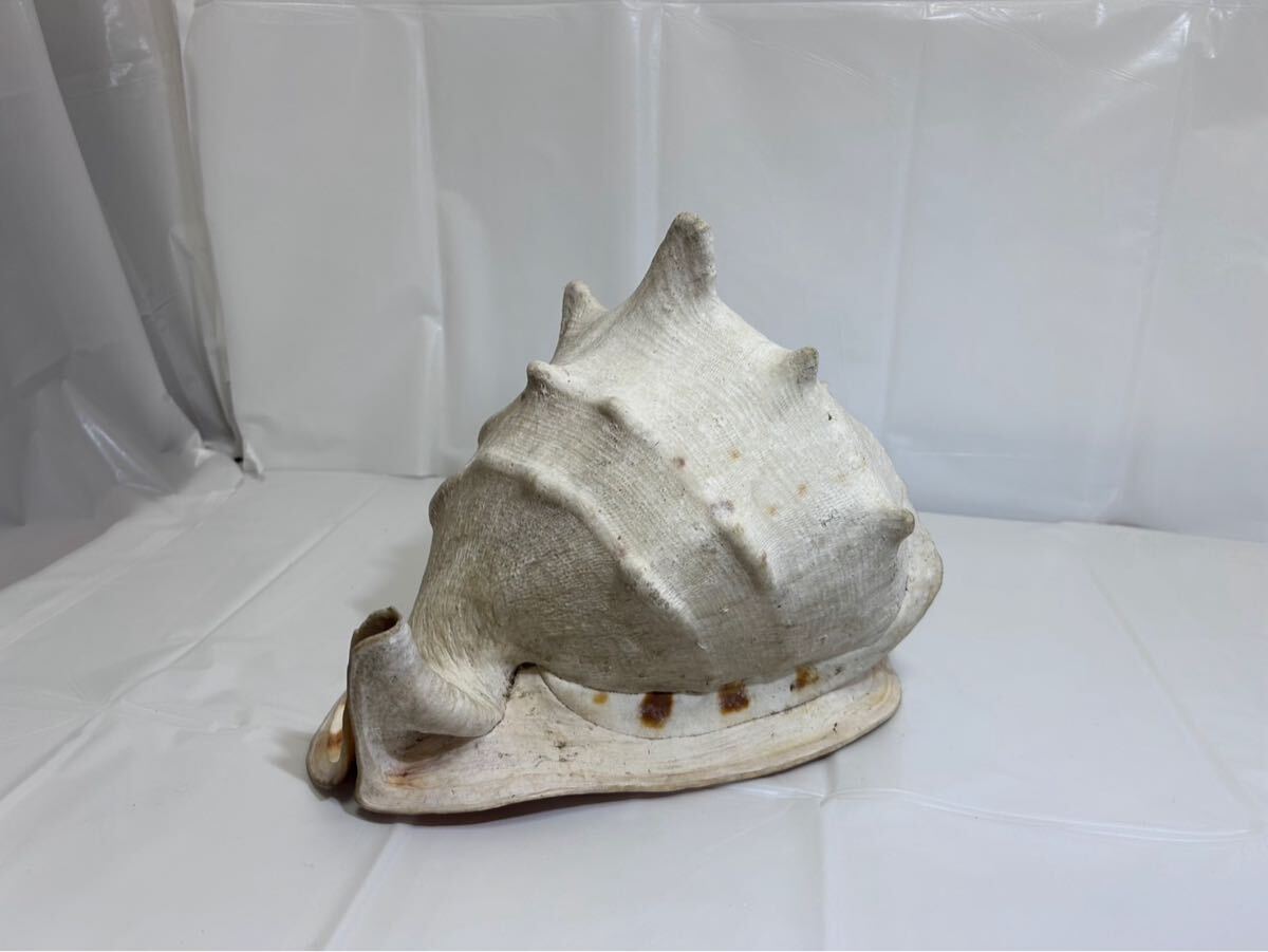 巨大トウカムリガイ貝殻 ヘルメットシェル 天然巻貝 インテリア 置物 オブジェ拍卖