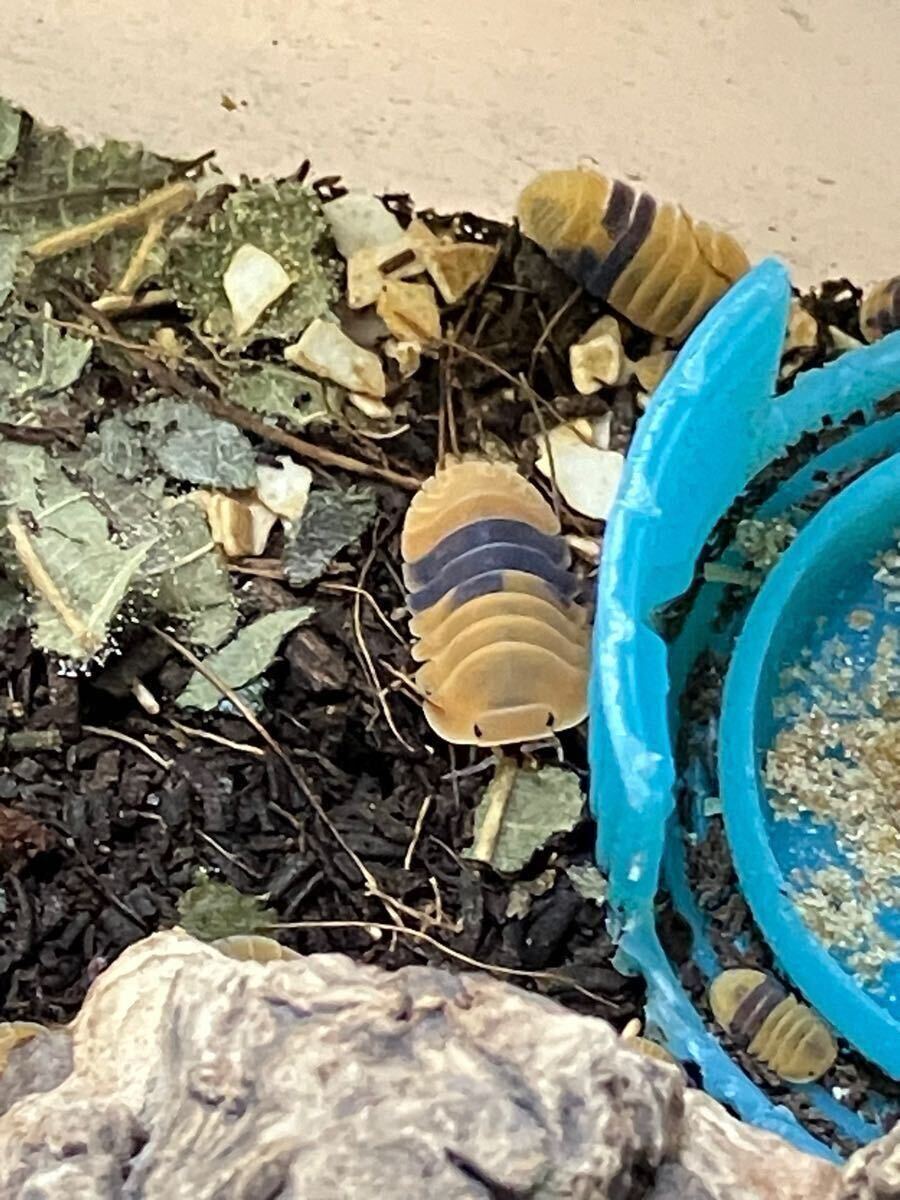 アンバーダッキー10匹+α ダンゴムシ ワラジムシ ワラダン 奇蟲拍卖