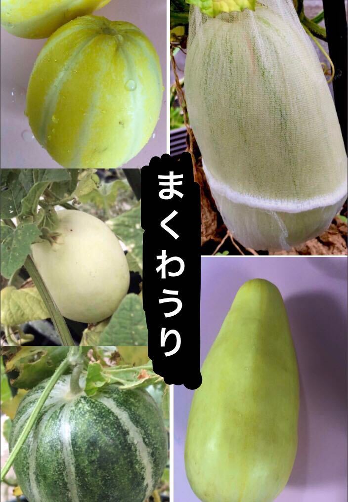 マクワウリの種子 5種50粒 タマゴウリ ナリクラマクワウリ なり駒マクワウリ バナナマクワウリ 出雲メロン拍卖