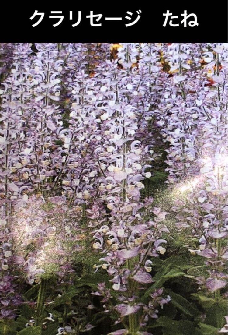 10粒 クラリセージ種子 たね 種 タネ ハーブ クラリーセージ拍卖