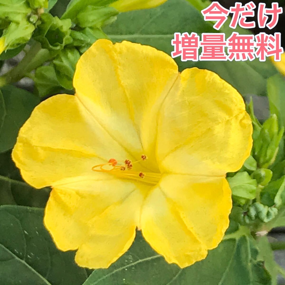オシロイバナの種(黄) 20粒     花の種 カワイイ拍卖