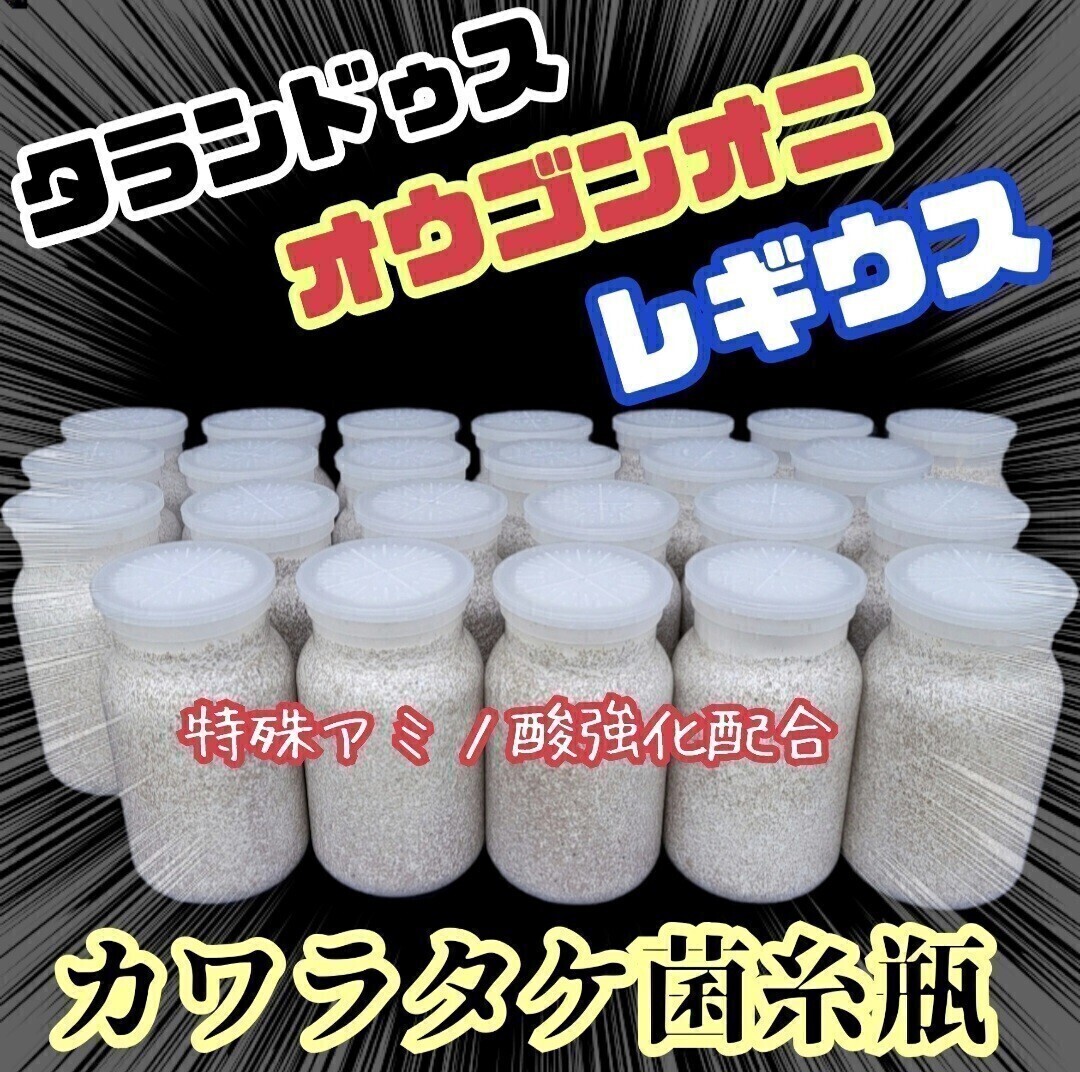 カワラタケ菌糸瓶 タランドゥス・レギウス・オウゴンオニクワガタに! トレハロース、キトサン、ローヤルゼリー強化配合!大型狙えます!拍卖