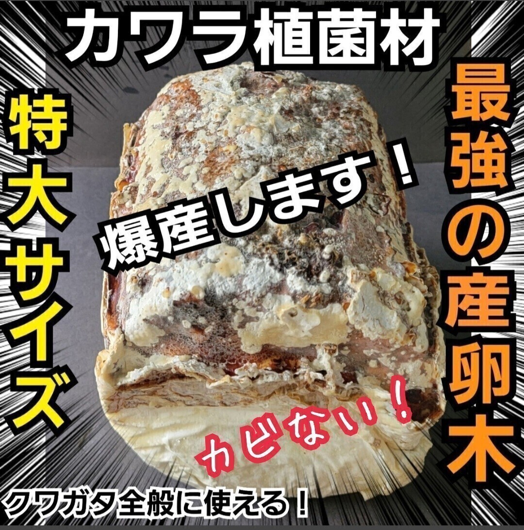 クワガタの産卵はコレが1番です! 特大サイズ!  植菌カワラ材 カビない! 加水不用ですぐに使える! マットに埋めるだけ! 産卵木拍卖