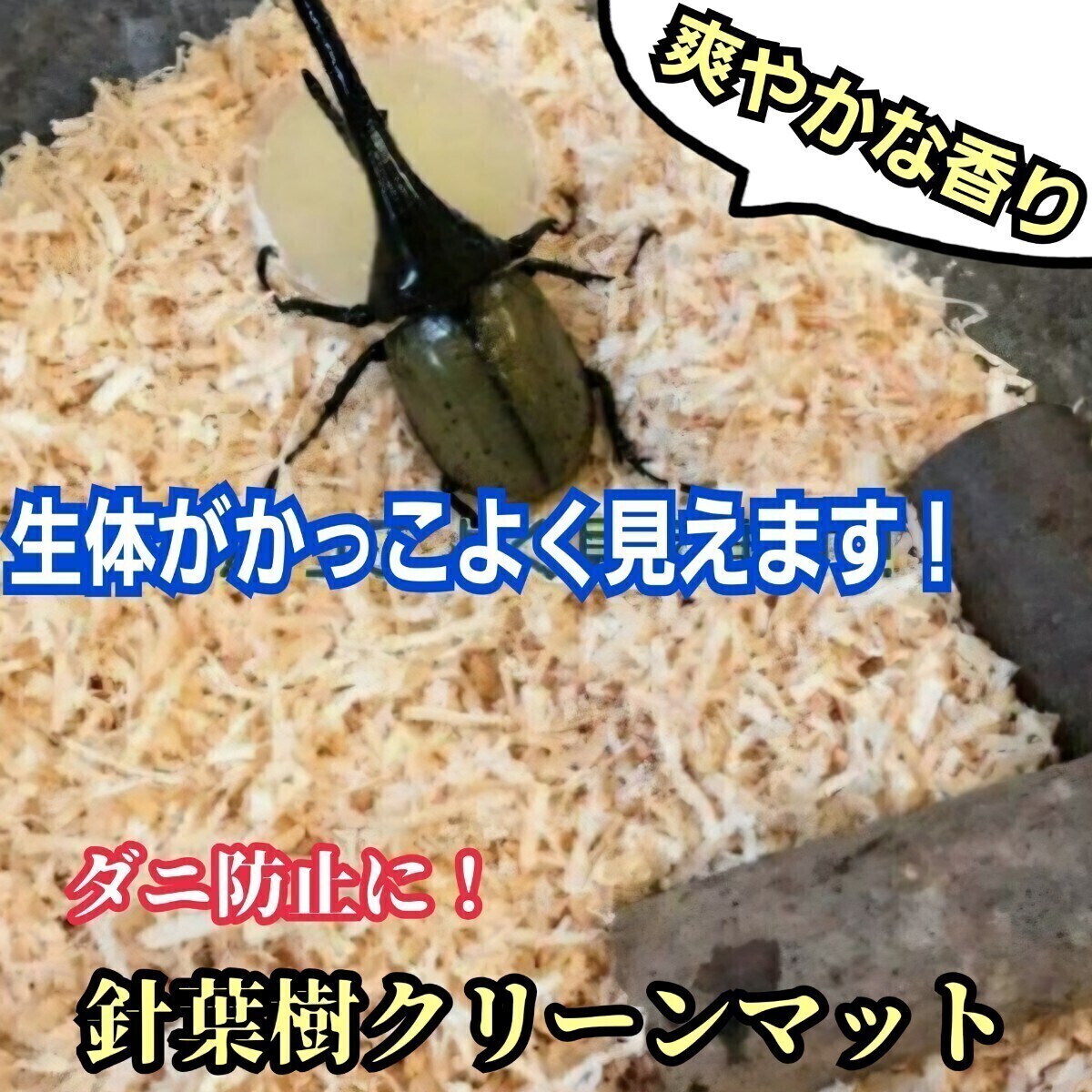 カブトムシ成虫の飼育はコレ!爽やかな香りの針葉樹クリーンマット ケース内が明るくなり生体が目立ちかっこよく見える! ダニ防止にも拍卖