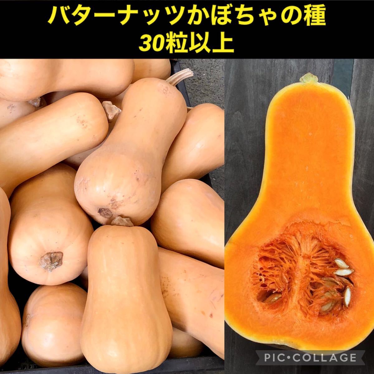 バターナッツかぼちゃ 野菜の種拍卖