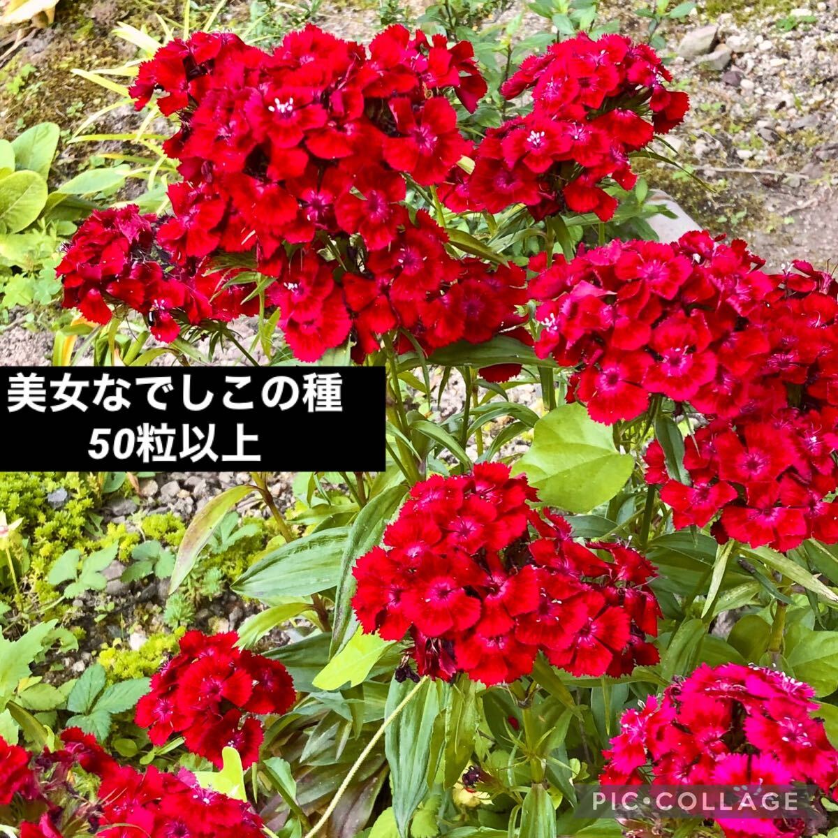 美女なでしこ 花の種拍卖