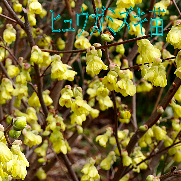 ヒュウガミズキ日向水木苗/送料:クリックポスト185円拍卖