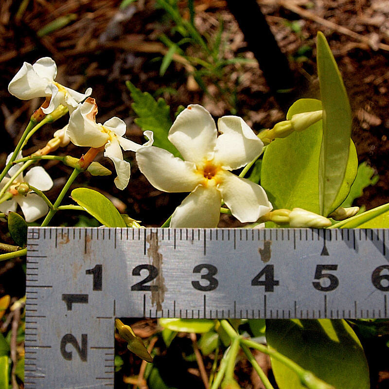 テイカカズラ/良い香りのスタージャスミ苗/送料:クリックポスト185円拍卖