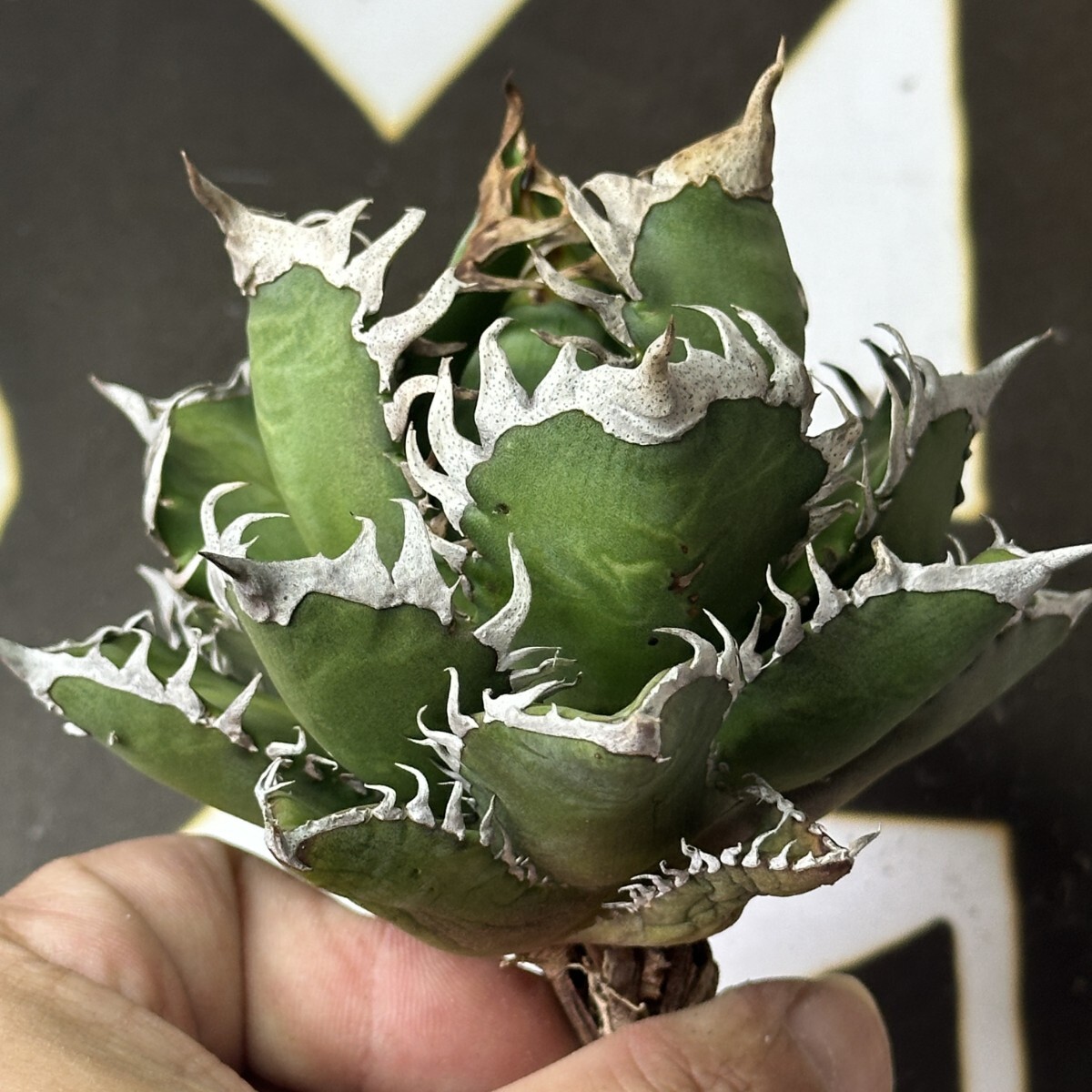 562【上澳園芸】アガベ チタノタ レッドキャッ ゴリ猫 Red catweezle 拍卖