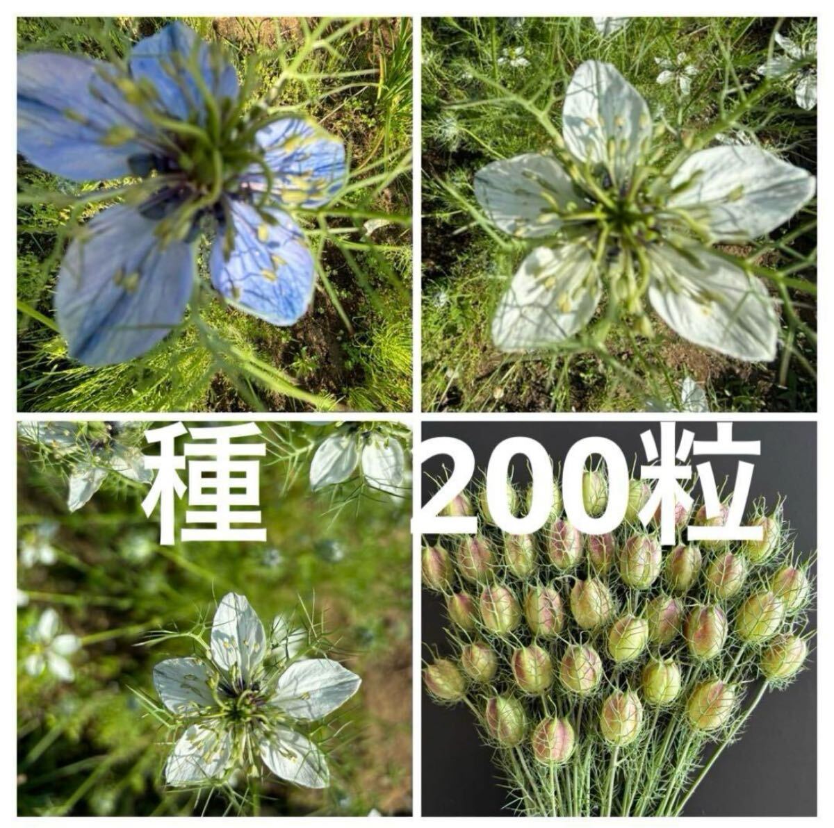 ニゲラ 花の種 200粒拍卖