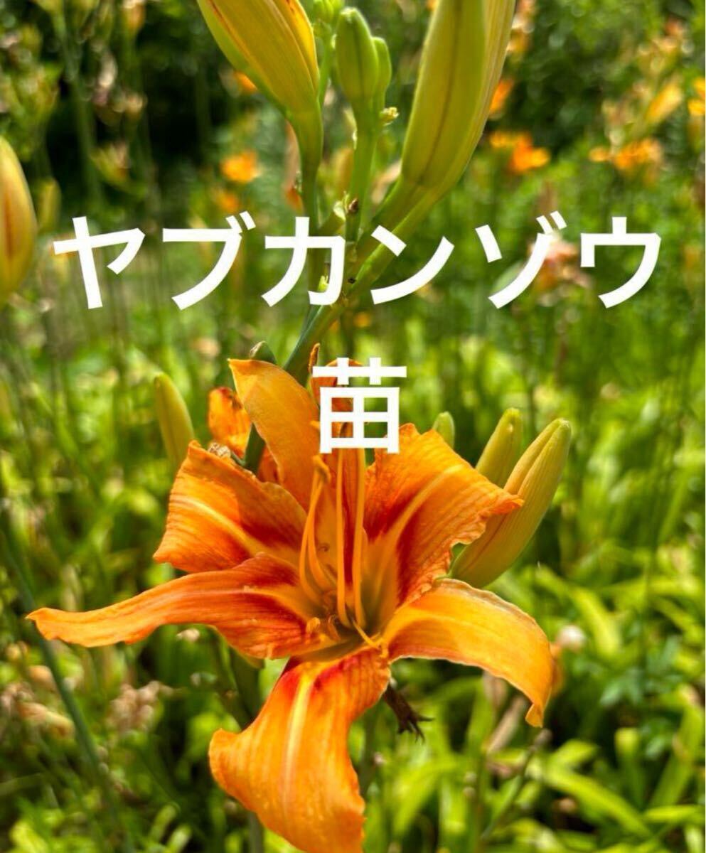 ヤブカンゾウ 抜き苗 大5本拍卖