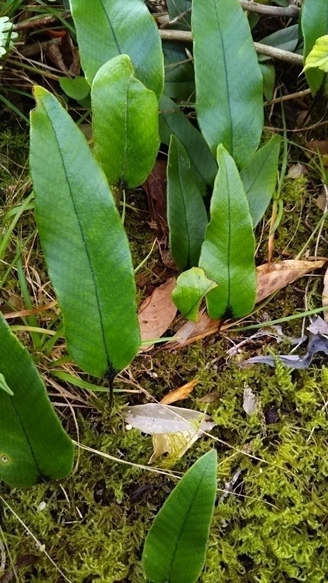 ヒトツバ ピロシア シダ植物 山野草 グラウンドカバー 盆栽 常緑拍卖