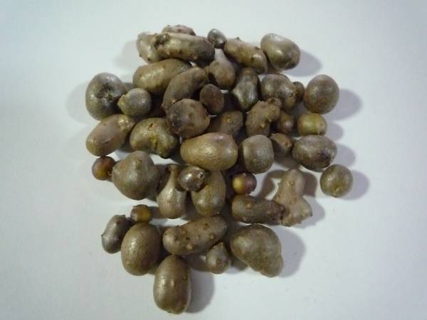 ■天然■自然薯のムカゴ■20粒■他種出品中拍卖