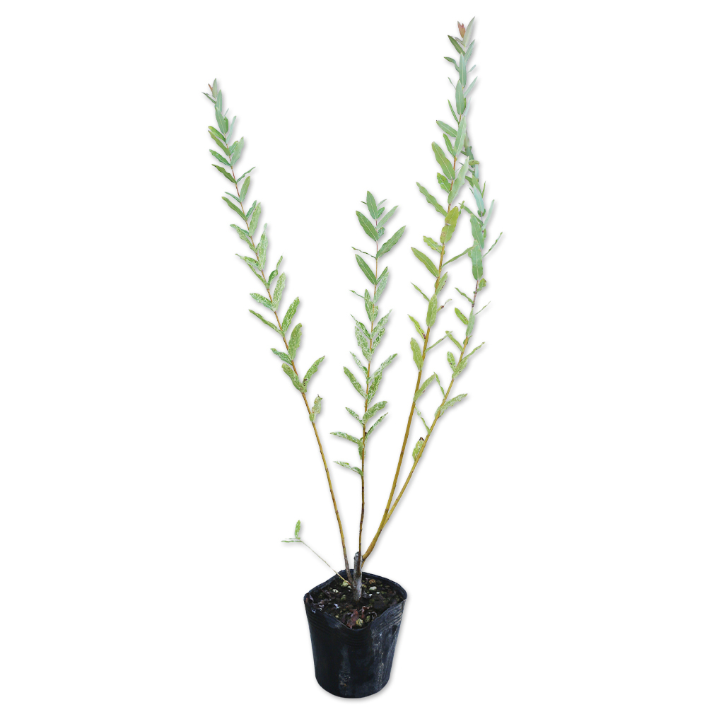 イヌコリヤナギ ハクロニシキ 0.5m 10.5cmポット 苗拍卖