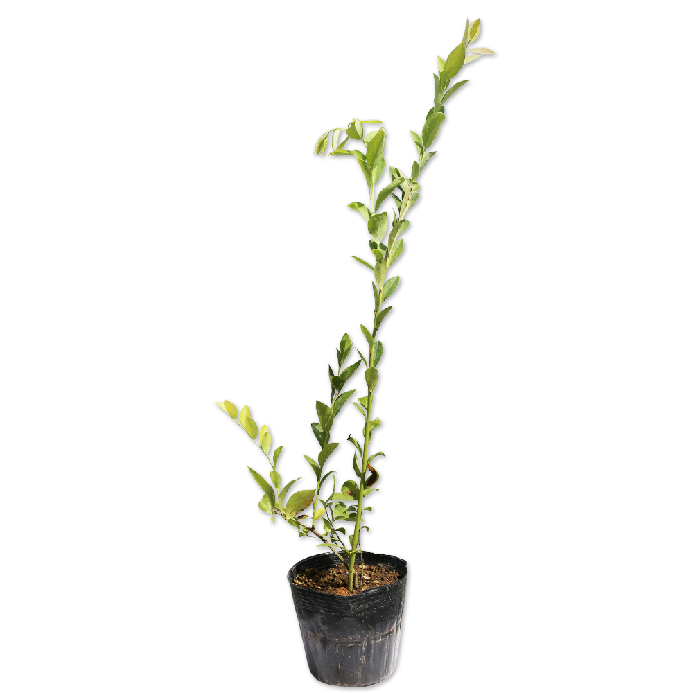 ブルーベリー (品種指定不可) 0.6m 15cmポット 苗拍卖