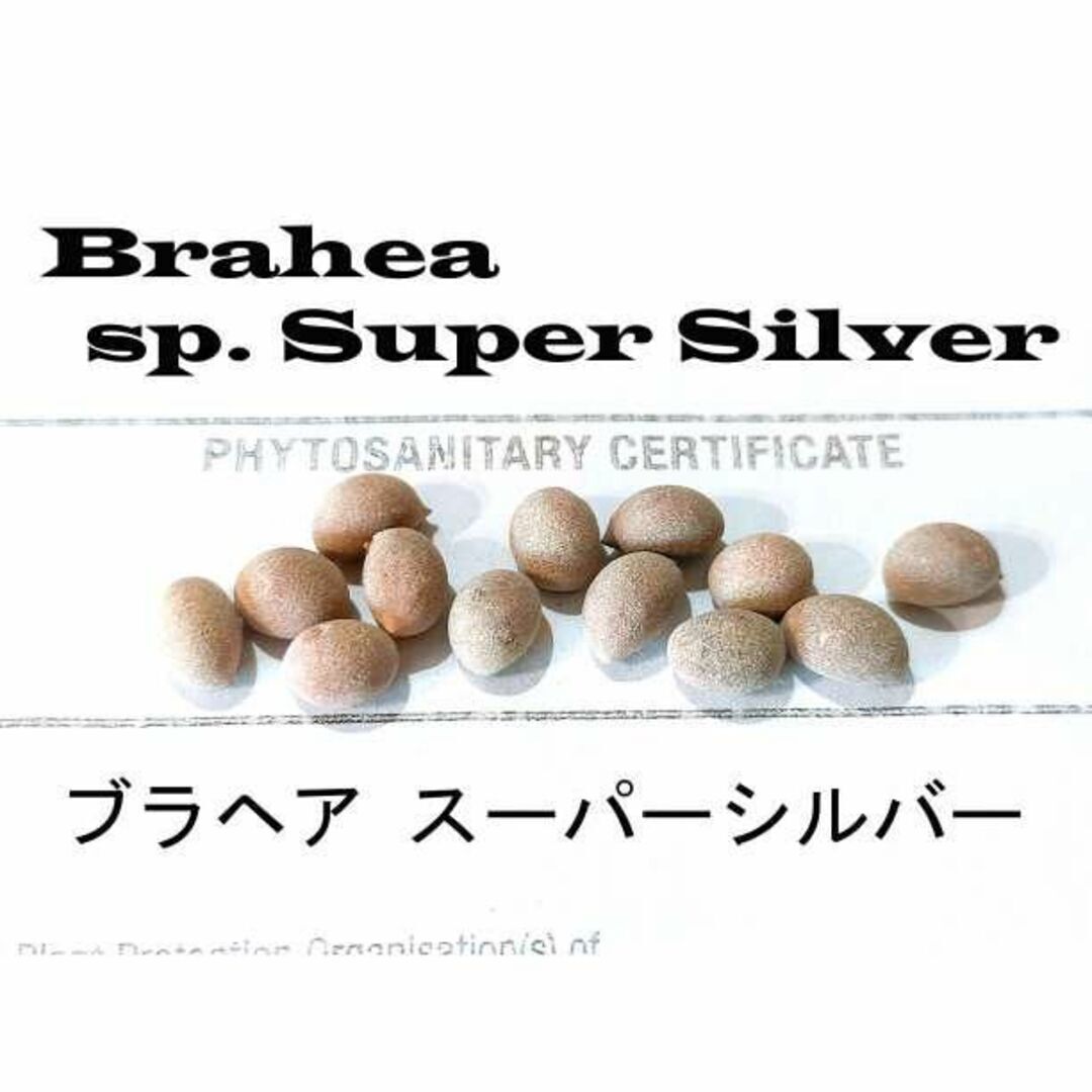 2月入荷 10粒 ブラヘア スーパーシルバー 種 種子 証明書あり アルマータ拍卖