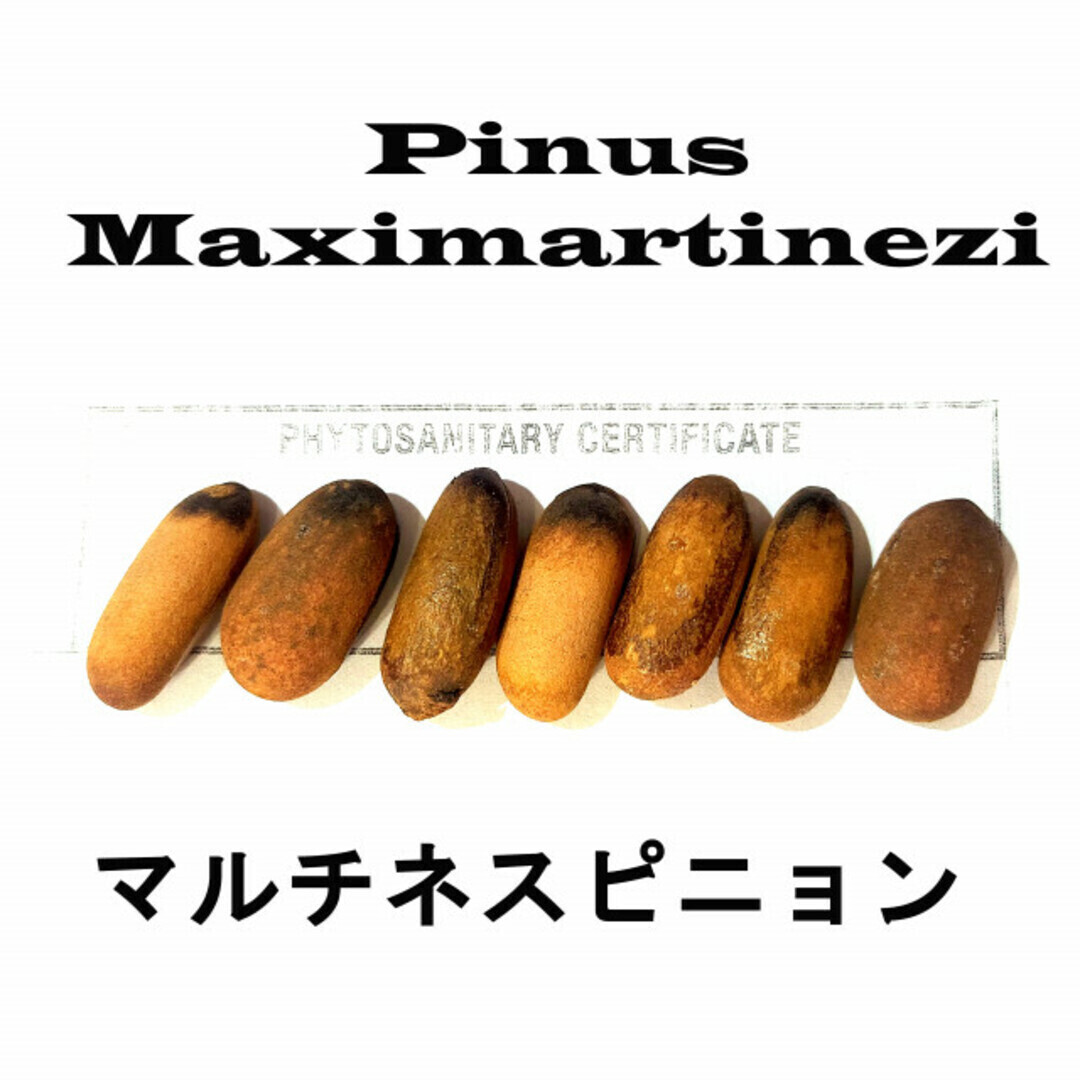7月入荷 100粒+ マルチネスピニョンマツ Maximartinezi 種 種子拍卖