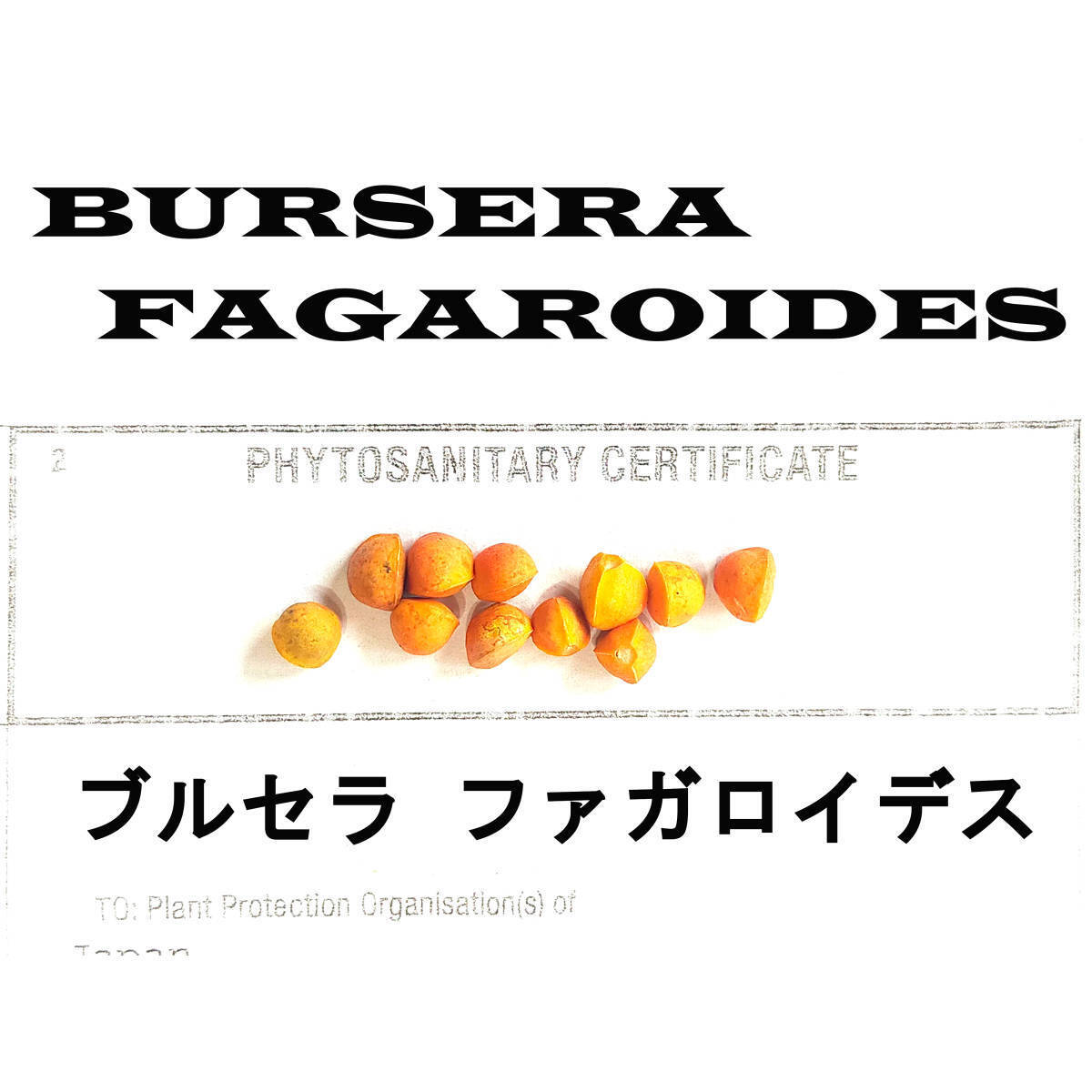 1月入荷 10粒 ブルセラ ファガロイデス BURSERA FAGAROIDES 種 種子拍卖