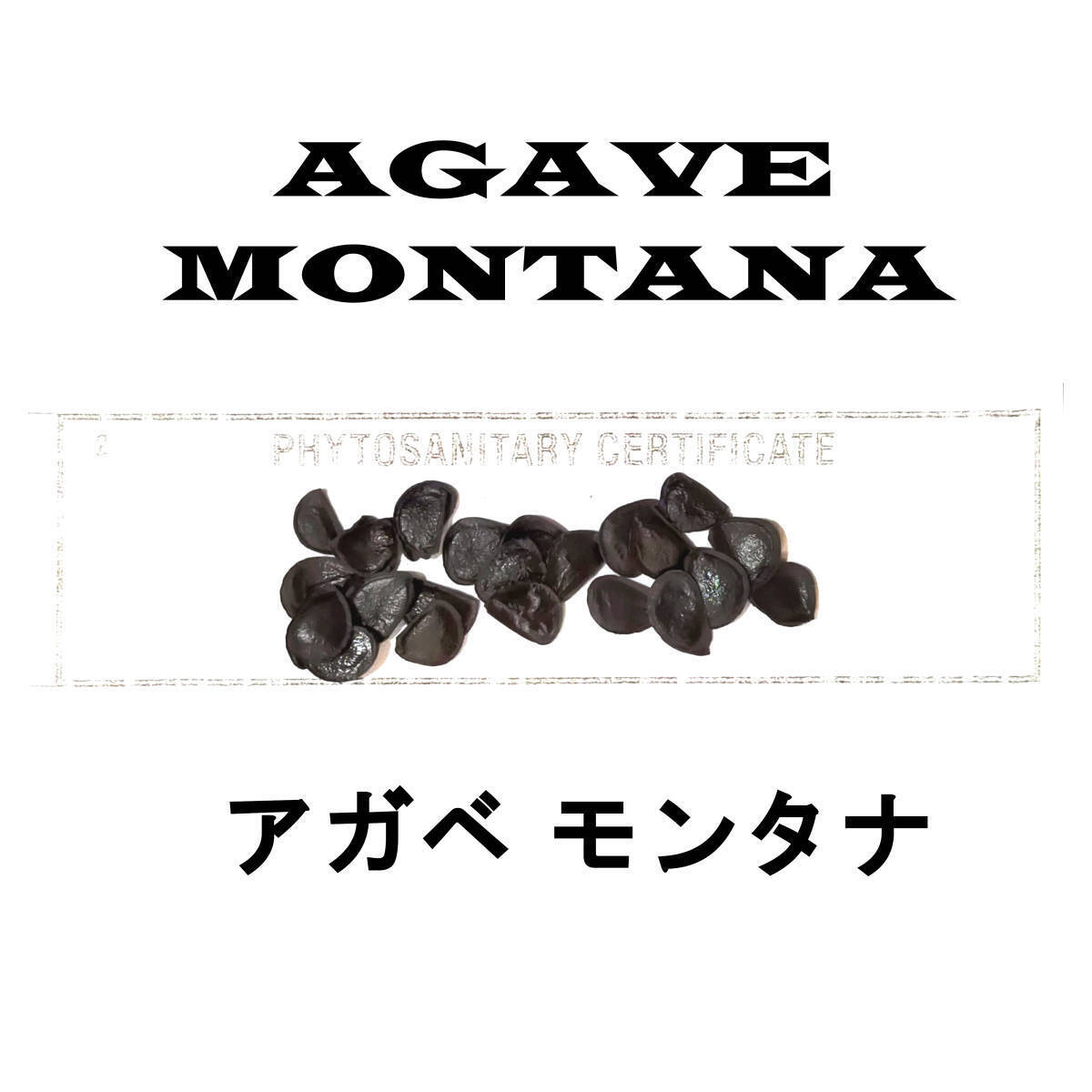10月入荷 50粒+ アガベ モンタナ 種 種子 Agave montana拍卖