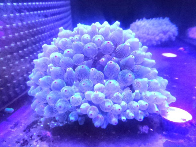 【海水】サンゴイソギンチャク ホワイト&オリーブグリーン大Bサイズおおまか11~13センチ発送日限定 7/28現在のストック水槽画像あり拍卖