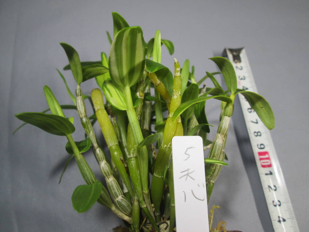 もと丸 山野草 長生蘭 セッコク 天心拍卖