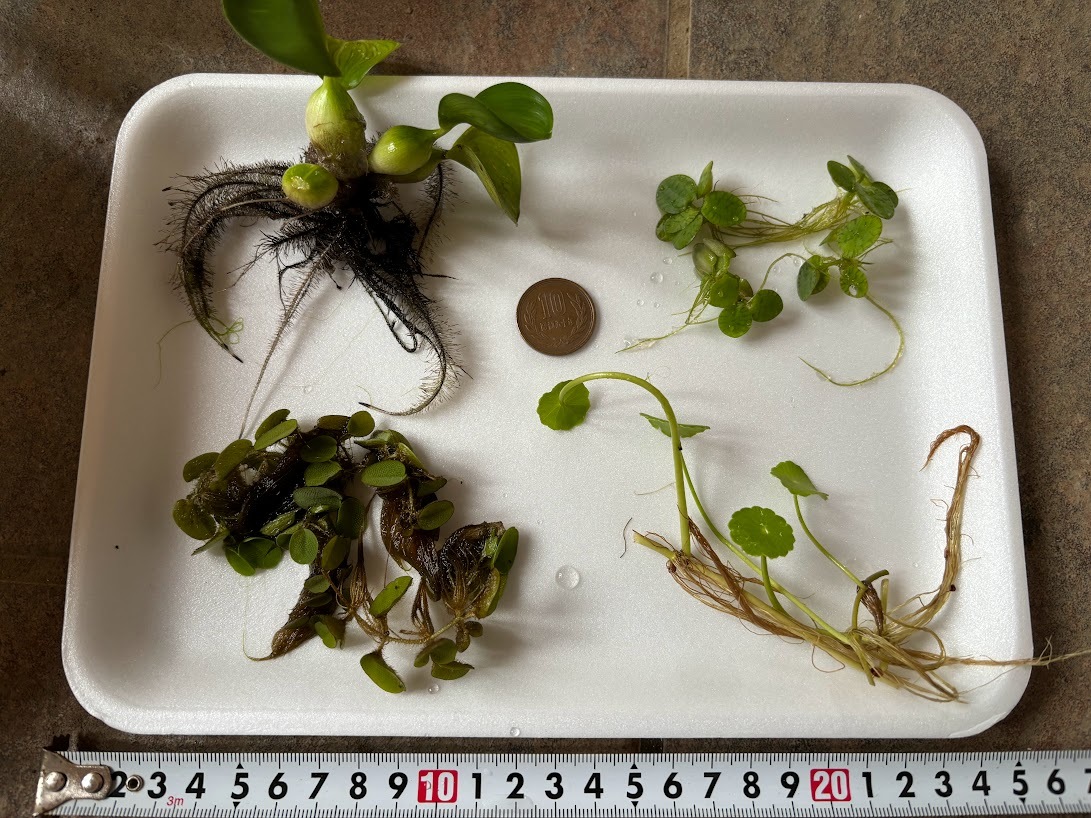 水草4種類 ホテイソウ オオサンショウモ ドワーフフロッグピット ウォータマッシュ 送料無料拍卖