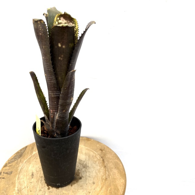 (現品) ビルベルギア 'カワナオパール' (No.62590) (タンクブロメリア Billbergia Kawanas opal)拍卖
