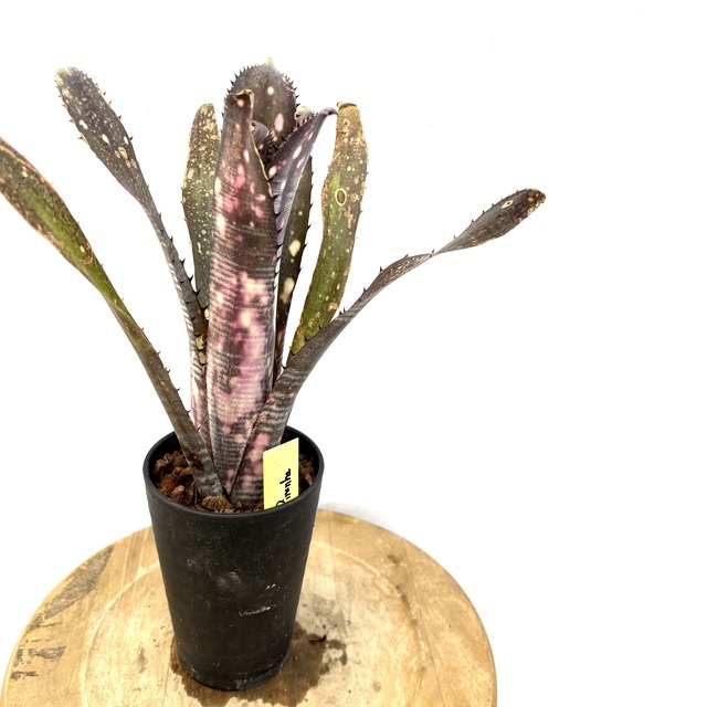 (現品) ビルベルギア 'コーランパープルピラニア' (No.62592) (タンクブロメリア Billbergia Kolan Purple Piranha)拍卖