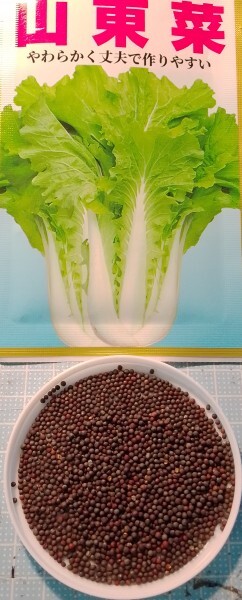 半結球白菜 山東菜 つけな 種子 約50粒 はくさい拍卖