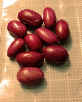 大正金時 金時豆 種子 10粒 赤いんげん豆③ 甘納豆や煮豆に拍卖