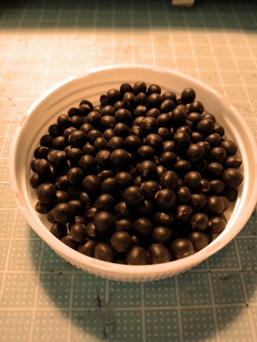 北海道産 黒大豆の種子 黒千石 くろせんごく 約100粒位 黒大豆 種 たね 限定入荷 国産 国内産拍卖