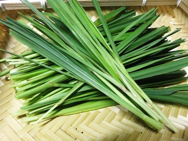 431.6.5◆レモングラス 生葉 300g フレッシュ ハーブティー◆エスディージーズ 無農薬 無化学肥料 自然菜園 ナチュラル ベジタブルガーデン拍卖