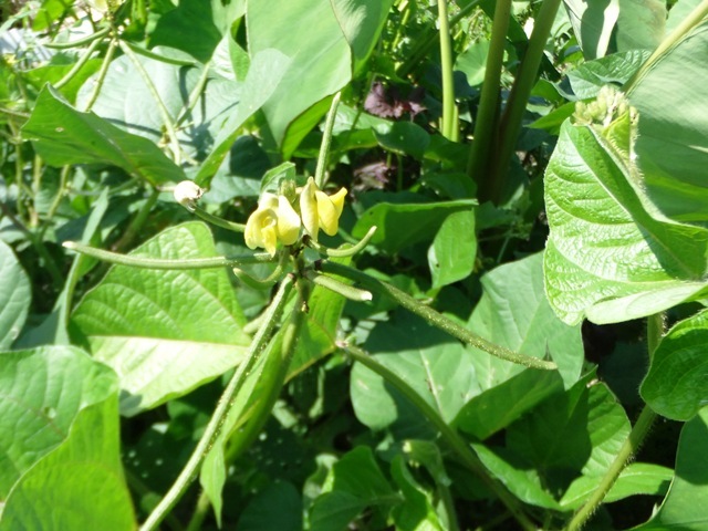 471.6.1◆トライ 家庭菜園 自然菜園 混植栽培◆緑豆 リョクトウ 緑小豆 10ml 150個 9g◆エスディージーズ 無農薬 無化学肥料 野菜種苗 通販拍卖