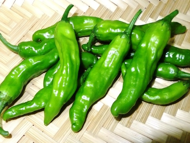 491.6.1◆細いピーマン ししとう 20粒 葉とうがらし◆トライ家庭菜園 プランター栽培 菜園◆エスディージーズ 自然菜園 野菜種苗 購入 通販拍卖