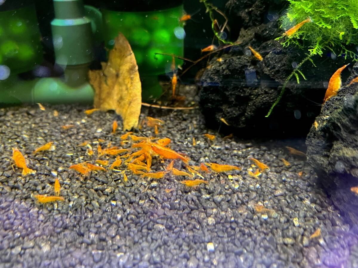 〇苺の蝦 オレンジチェリーシュリンプ20匹+4匹拍卖