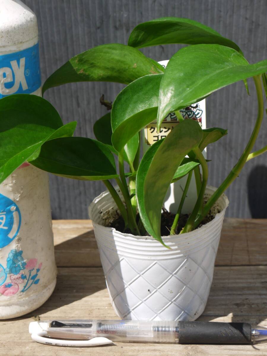 即決480円♪ポトステルノシリーズ◇ジャック◇8cmポット植え拍卖