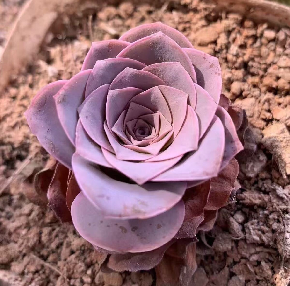 ナイトクイーン パープルローズ アエオニウム グリーノビア 多肉植物拍卖