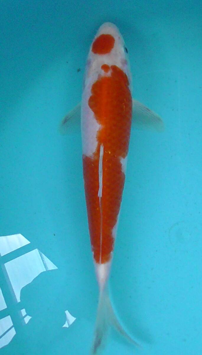 31.古澤養魚場紅白 23cm2歳拍卖