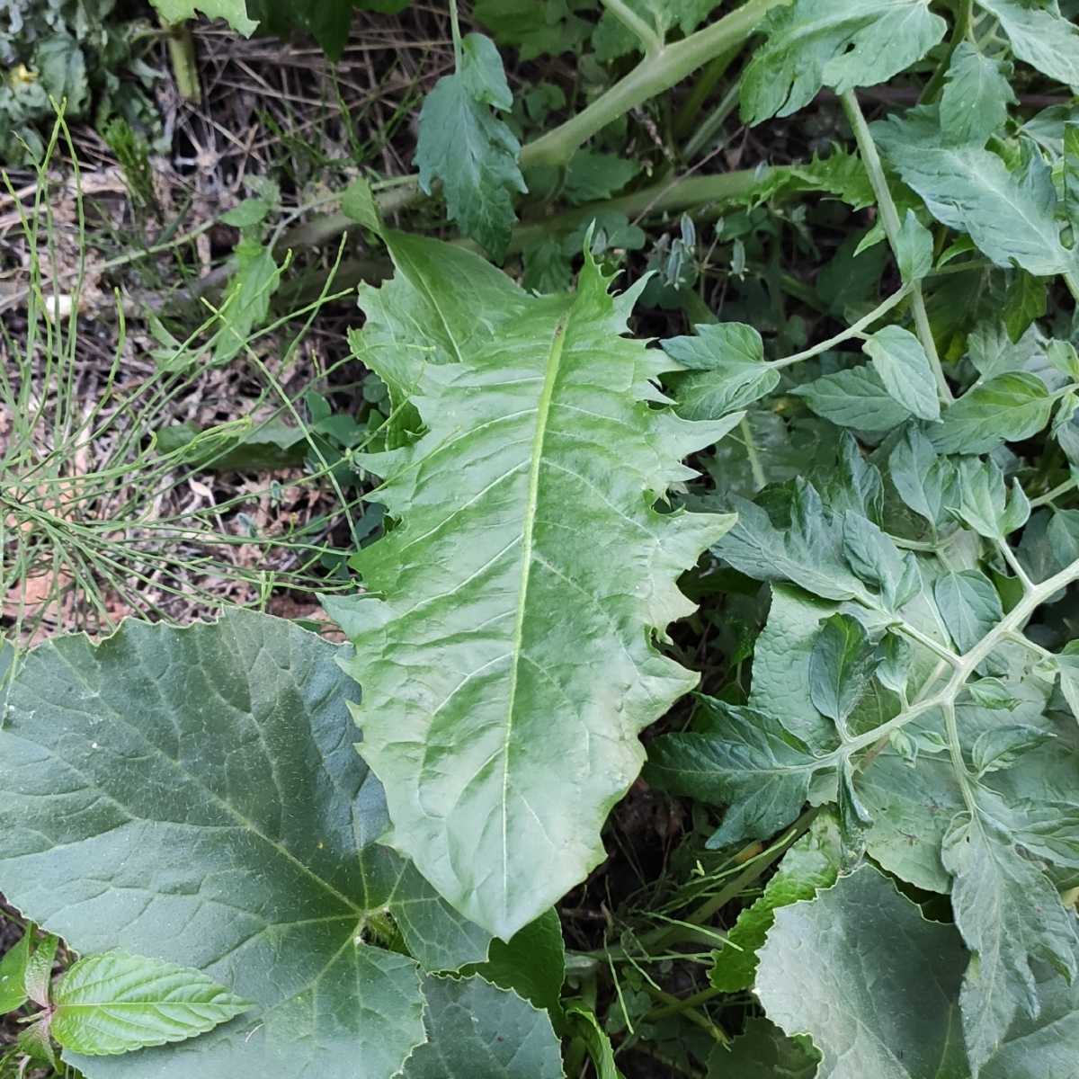 画像データ 即決1円 巨大化したたんぽぽの葉の画像拍卖