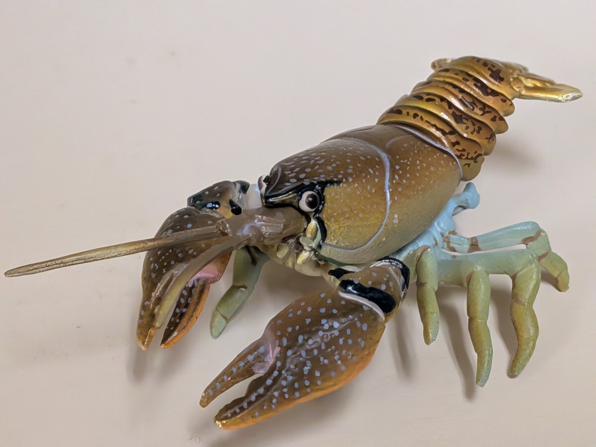 原色甲殻類エビカニ図鑑Ⅰ ニホンザリガニ シークレット拍卖
