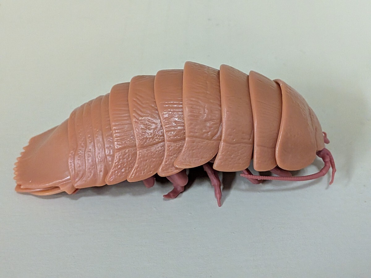 生き物 ダンゴムシ 茶色拍卖