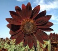 濃いチョコレート色 ひまわり ムーランルージュ 50粒 拍卖