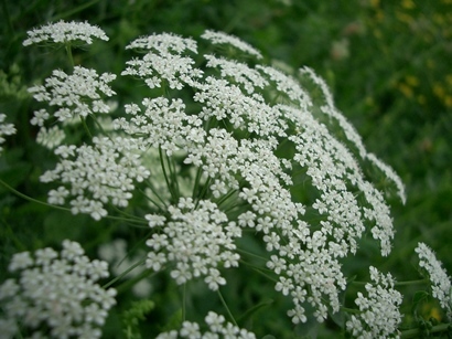 ホワイトレースフラワー 30粒拍卖