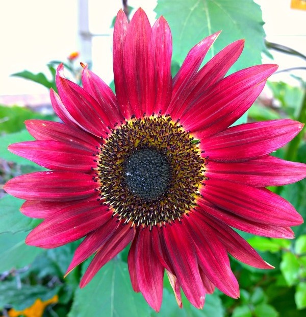 ひまわり ベルベットクイーン 5粒拍卖