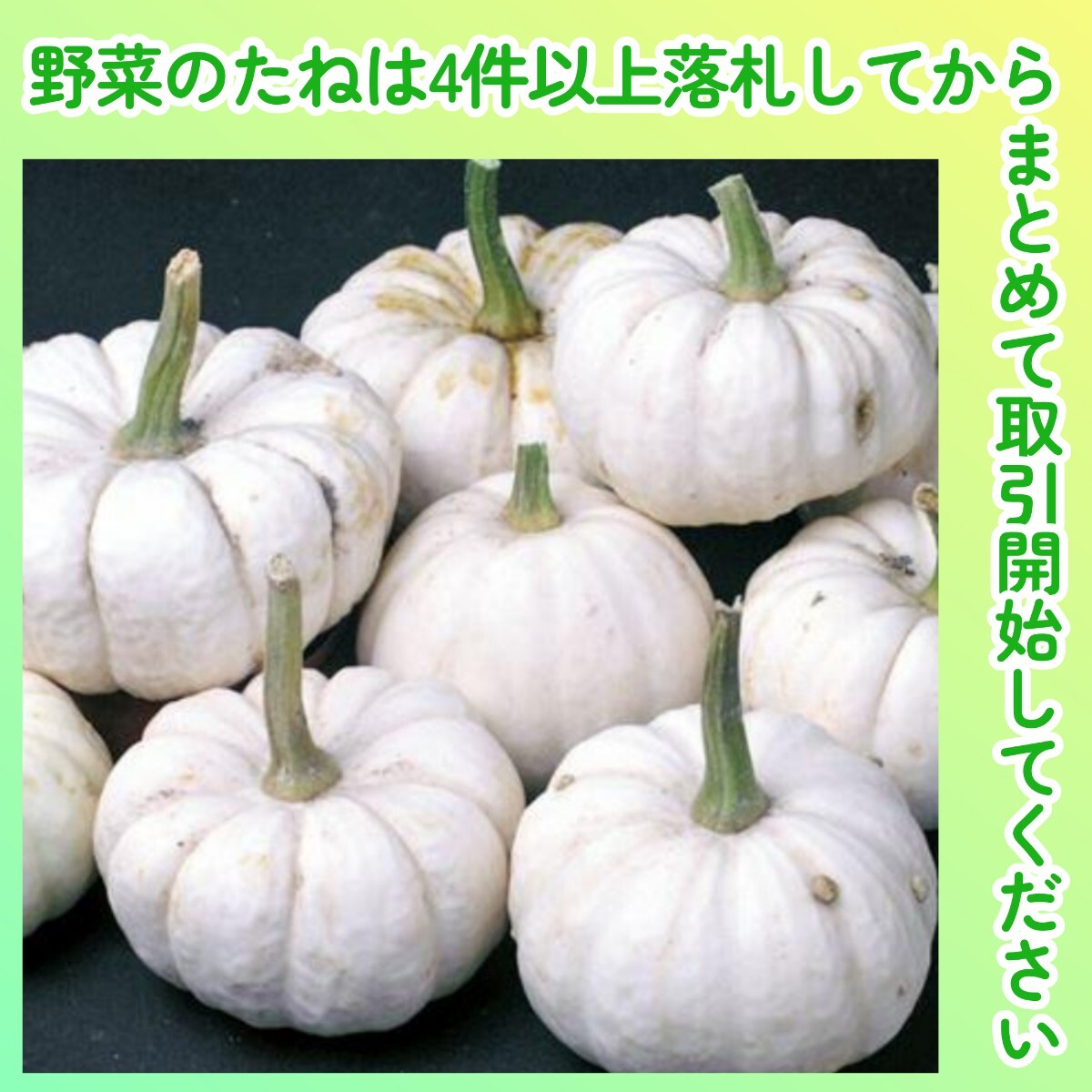 4件以上落札◆カボチャ種◆おもちゃかぼちゃ・ベイビーブー 3粒◆固定種 白いミニパンプキン ハロウィン 鑑賞用 装飾用 おもちゃ南瓜拍卖